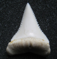 Žraločí zub – Carcharhinus carcharias    